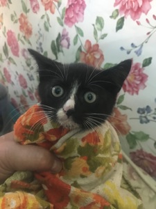 Кошеня, хлопчик, 2 місяці