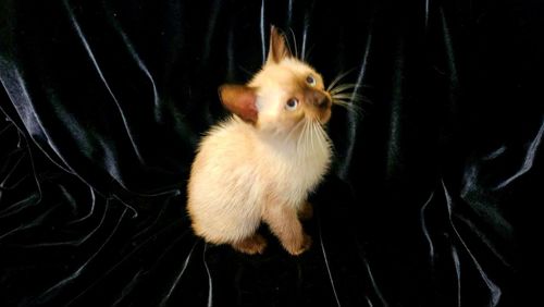 Чистокровный тайский котенок шоколад поинт.