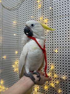 Какаду розмовляючий жовтохохлий
