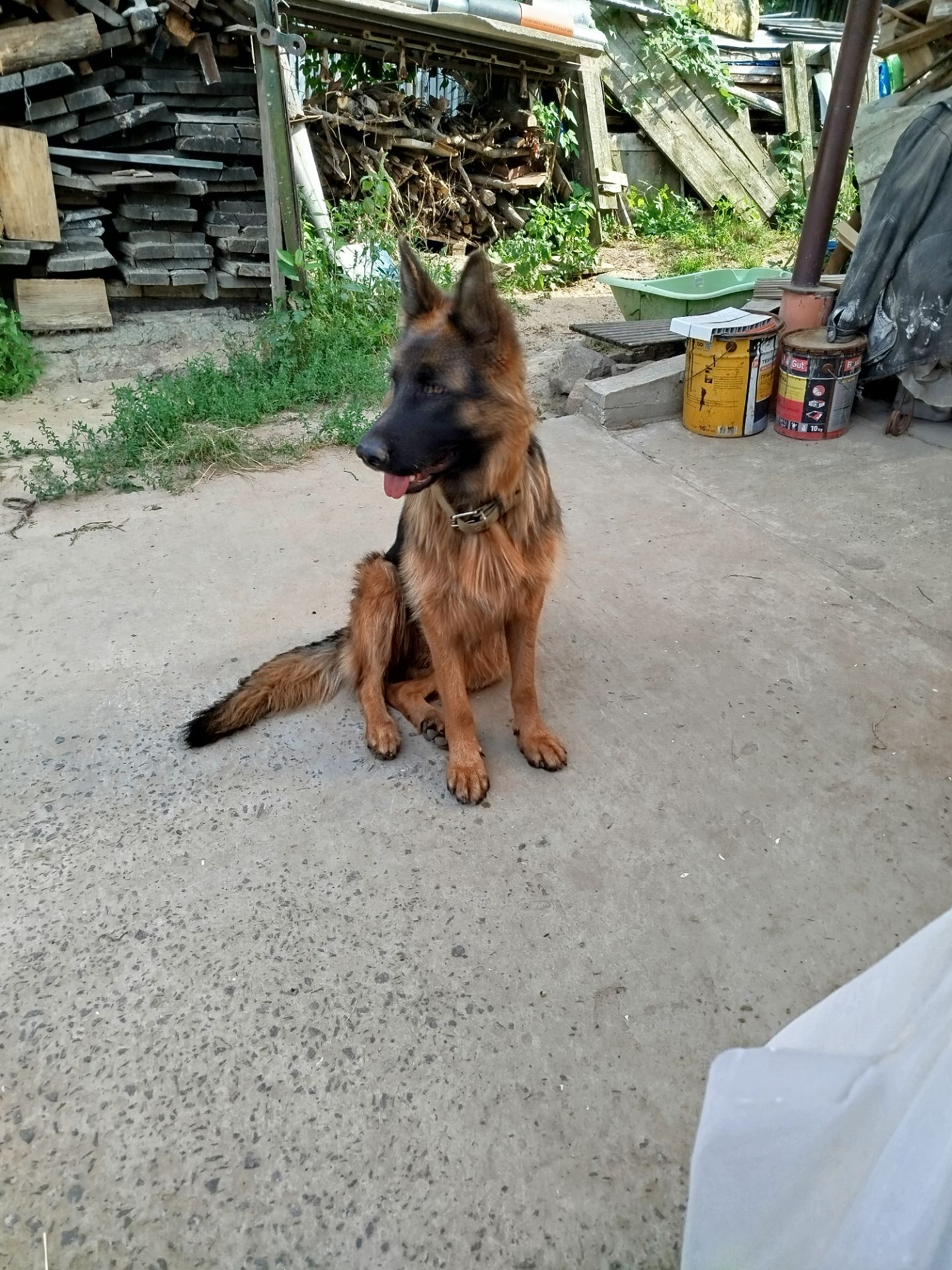 Двоє цуценят (хлопчики) німецької вівчарки