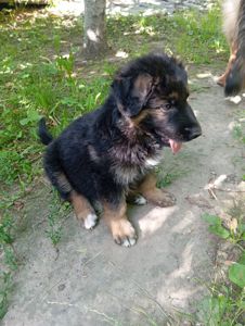 Двоє цуценят (хлопчики) німецької вівчарки