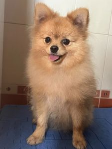 Померанский шпиц мальчик