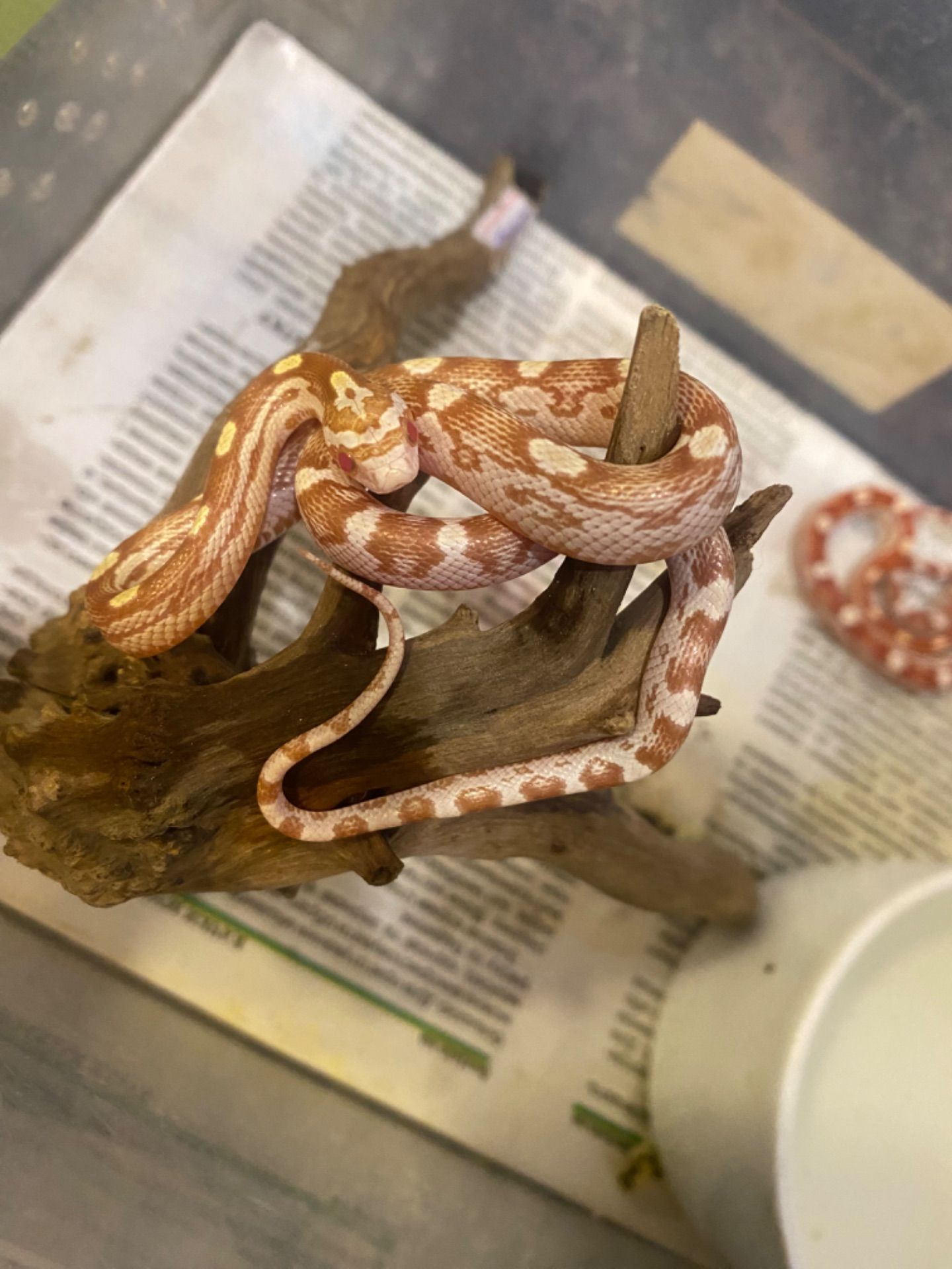 Полоз маїсовий різні морфи