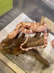 Полоз маїсовий різні морфи