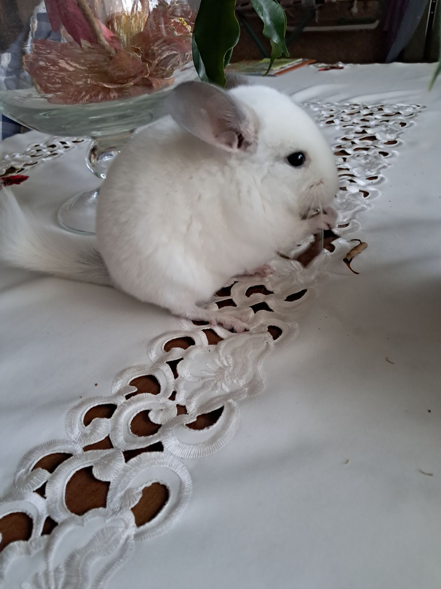 Шиншила, Львів, хлопчик