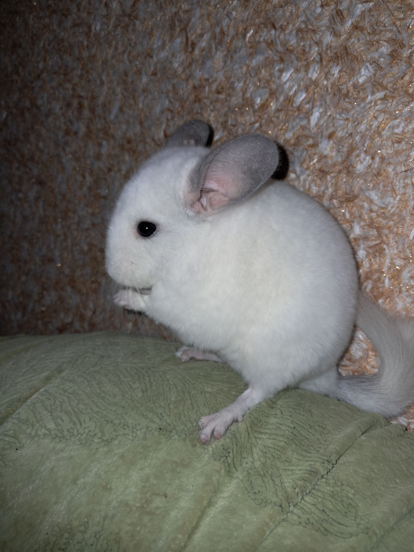 Шиншила, Львів, хлопчик