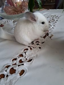 Шиншила, Львів, хлопчик