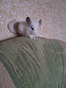 Шиншила, Львів, хлопчик