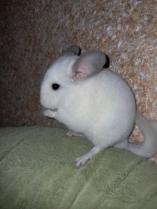 Шиншила, Львів, хлопчик