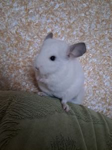 Шиншила, Львів, хлопчик