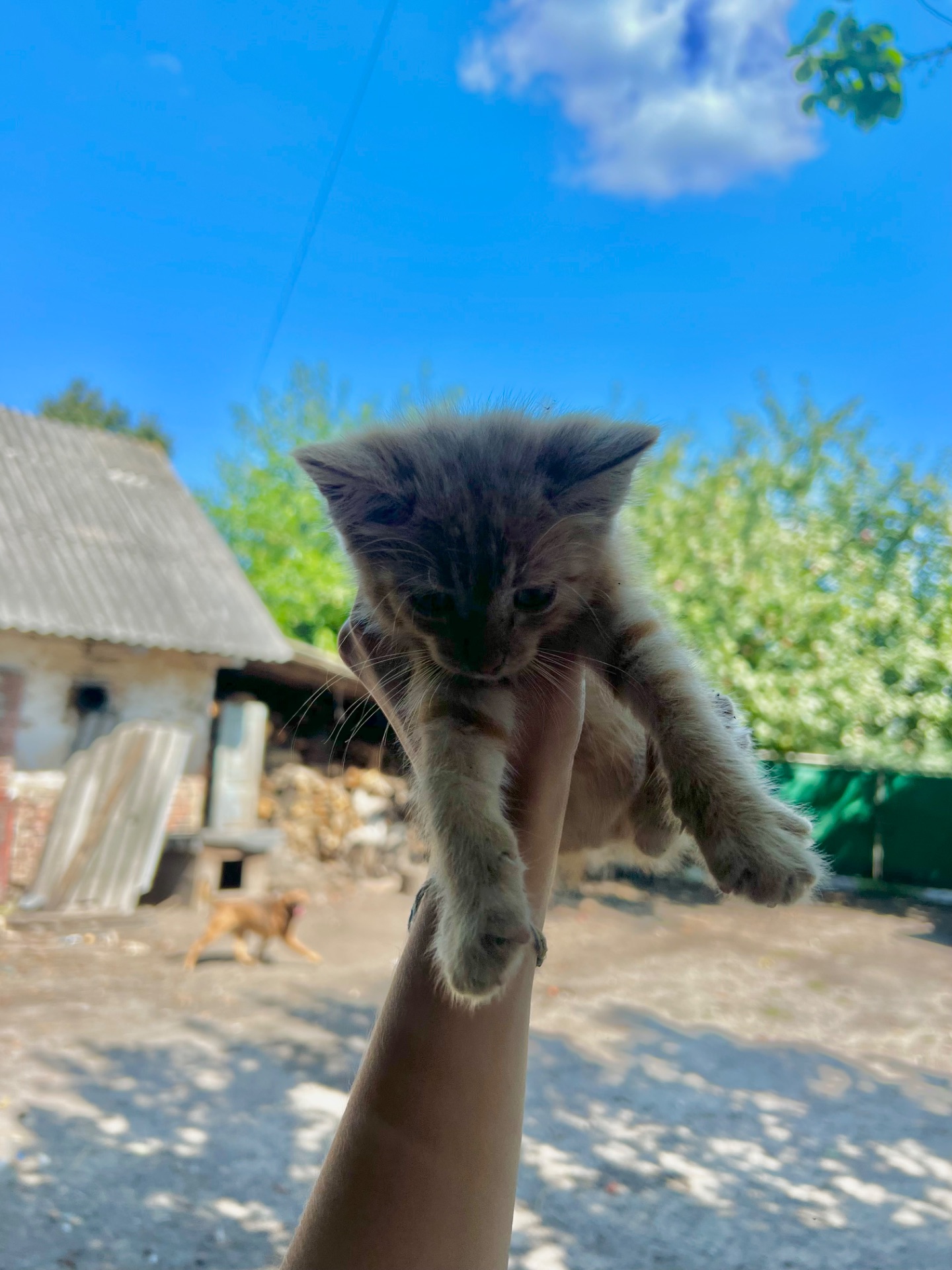 руде кошеня