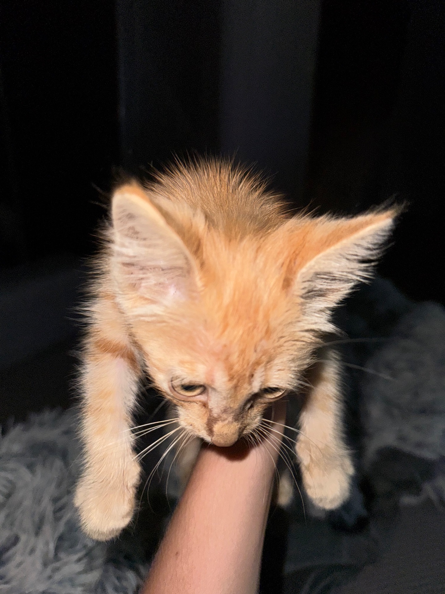 руде кошеня