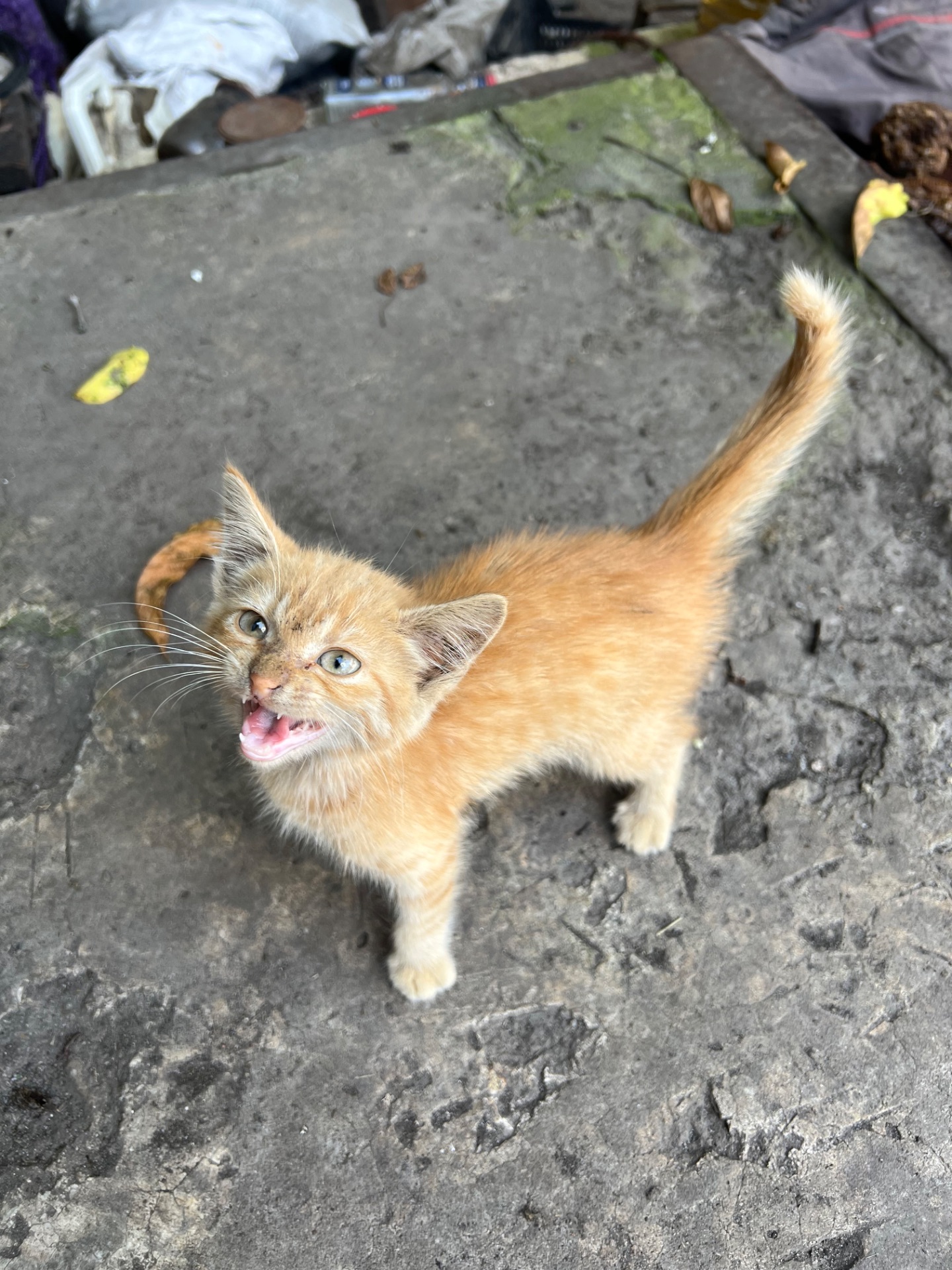 руде кошеня