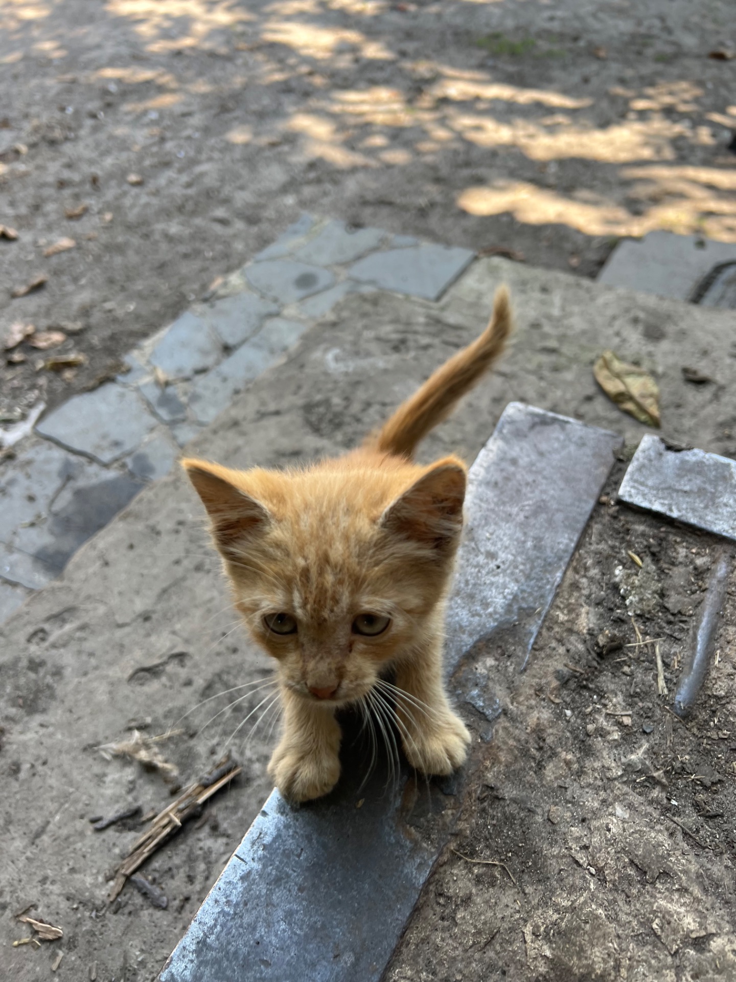 руде кошеня