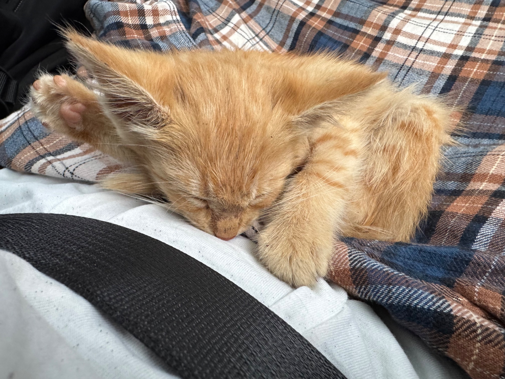 руде кошеня