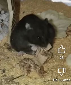 Доросла хомочка