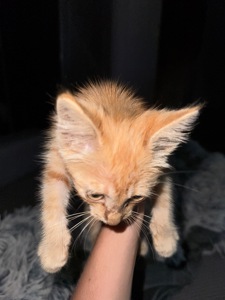 руде кошеня