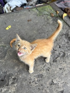 руде кошеня