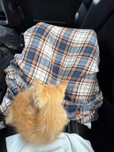 руде кошеня