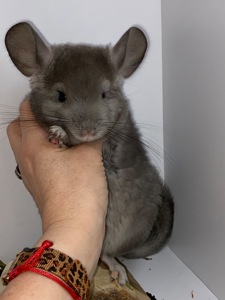 Шиншилла мальчик фиолет