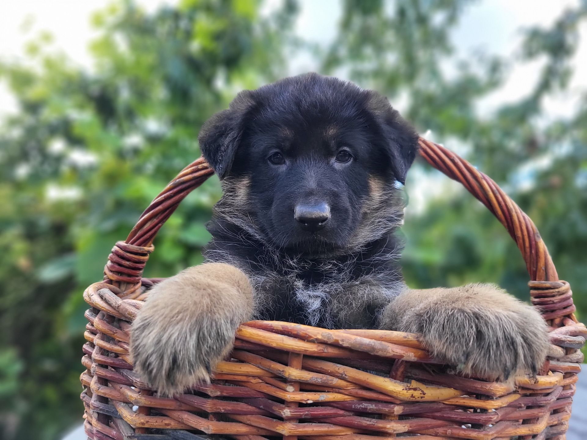 Цуценя німецької вівчарки