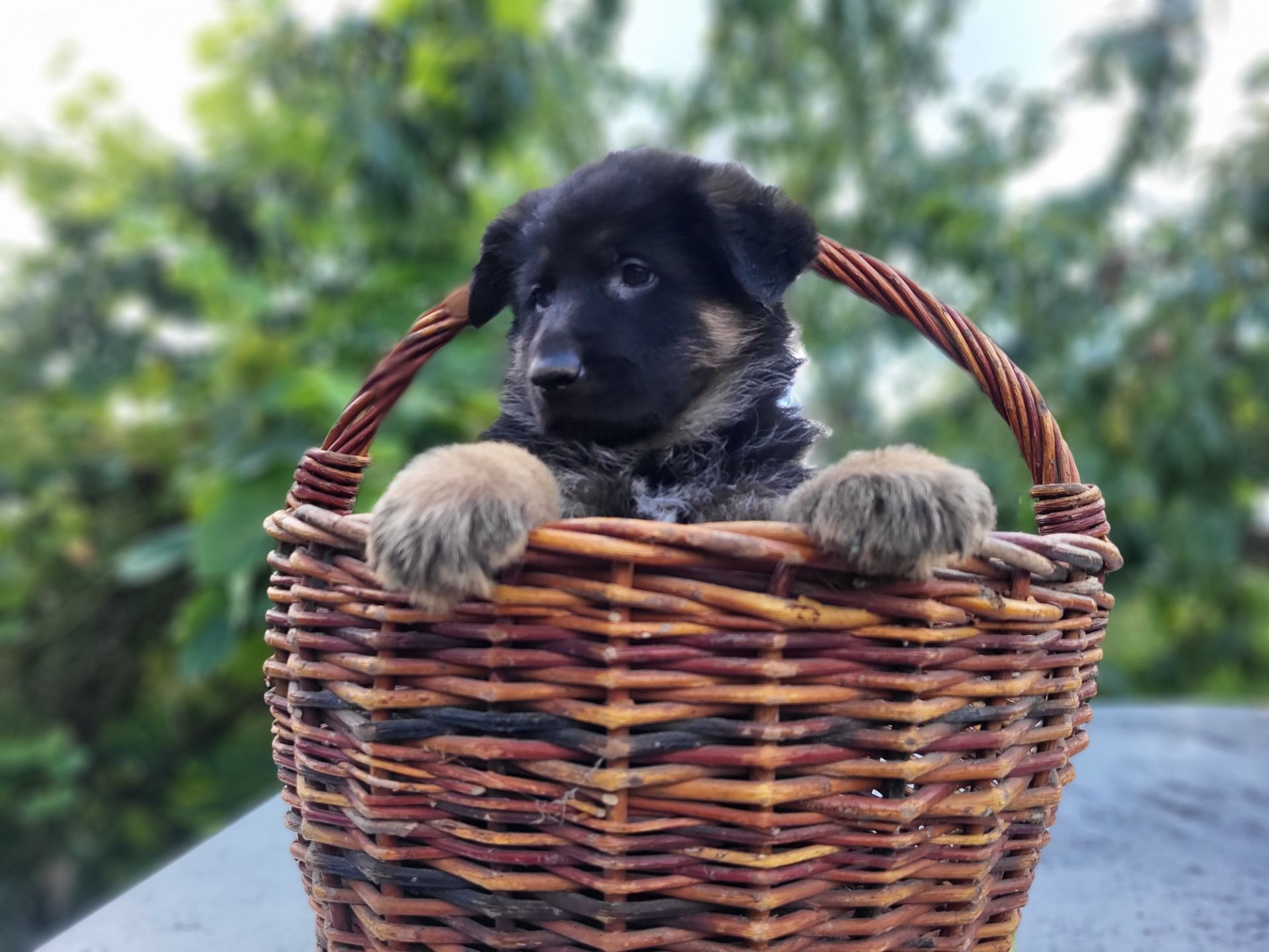 Цуценя німецької вівчарки