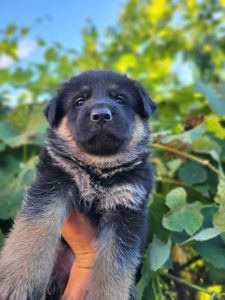 Цуценя німецької вівчарки