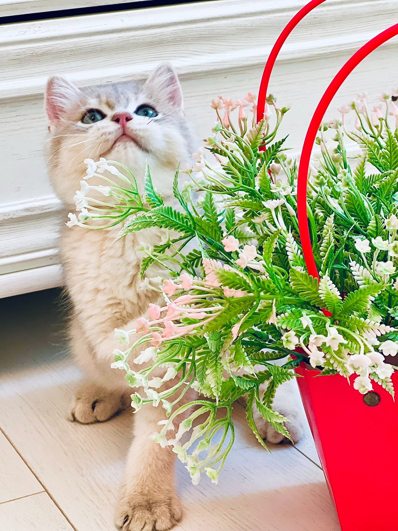 Британська золота шиншилла