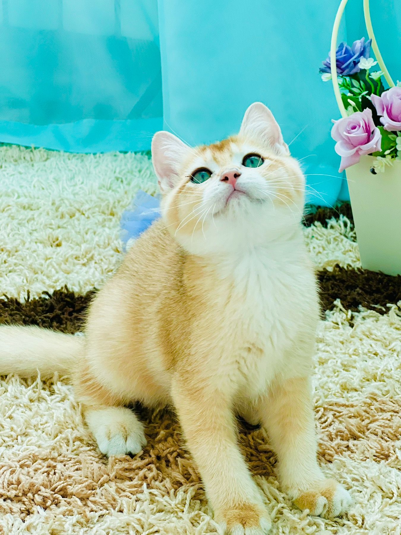 Британська золота шиншилла