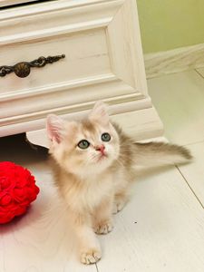 Британська золота шиншилла