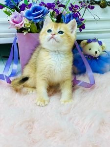Золота шиншилла