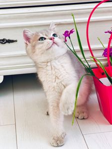 Британська золота шиншилла