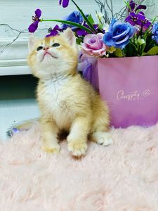 Золота шиншилла