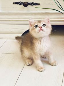 Британська золота шиншилла