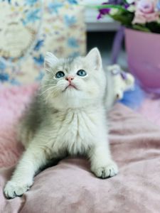Золота шиншила Британська