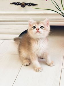 Британська золота шиншилла