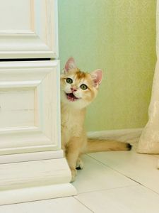 Британська золота шиншилла