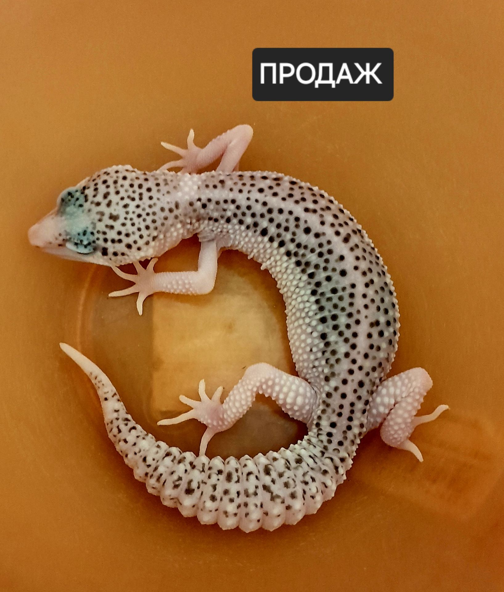 Еублефар