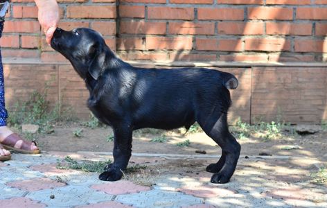 Хлопчик лабрадора 3 міс