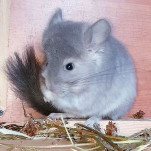 Маленький самец шиншиллы Фиолетовая ангора
