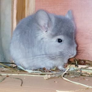 Маленький самец шиншиллы Фиолетовая ангора