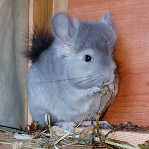 Маленький самец шиншиллы Фиолетовая ангора