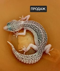 Еублефар
