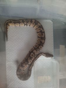 Королевский питон