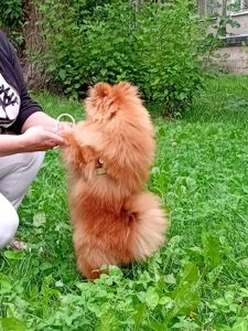 Цуценя померанського шпіца
