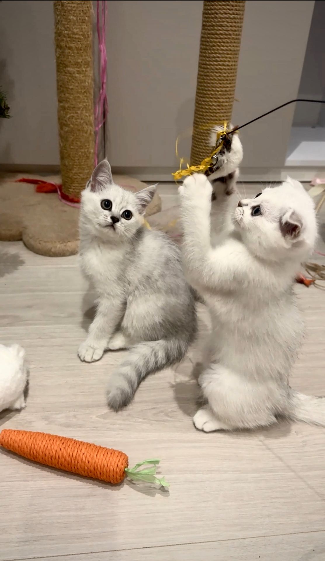 Шотландські кошенята скотиш фолд та страйт срібна шиншила