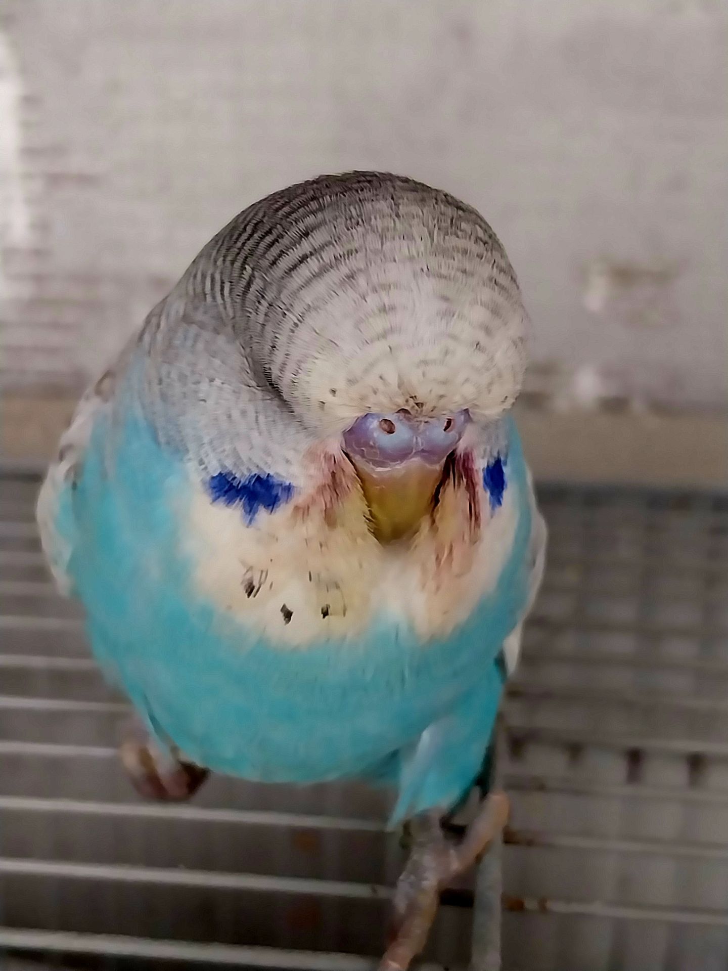 Чехи ВВП