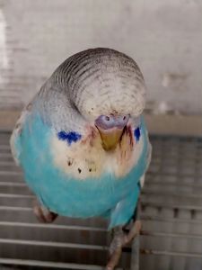 Чехи ВВП