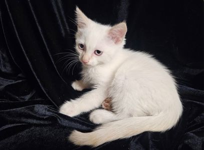 Чистокровный тайский котенок крем поинт.