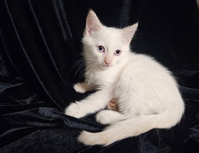 Чистокровный тайский котенок крем поинт.